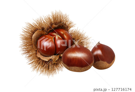 栗のイラスト リアル 毬栗 和栗 栗のイラスト リアル 毬栗 和栗 127716174