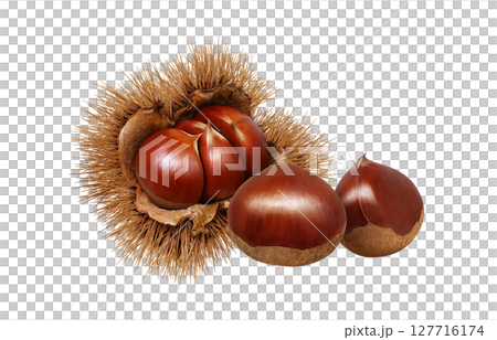 栗子插圖，逼真的栗子瘤，日本栗子 127716174