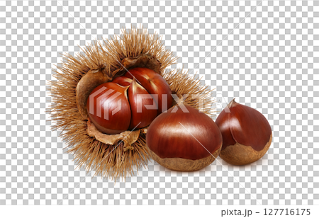 栗のイラスト リアル 毬栗 和栗 127716175