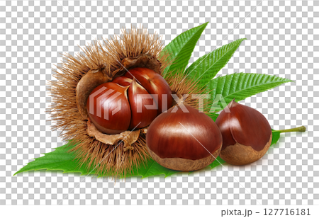 栗子插圖，逼真的栗子瘤，日本栗子 127716181