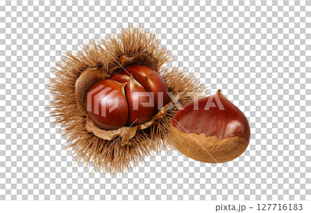 栗子插圖，逼真的栗子瘤，日本栗子 127716183