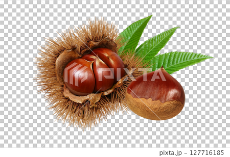 栗子插圖，逼真的栗子瘤，日本栗子 127716185
