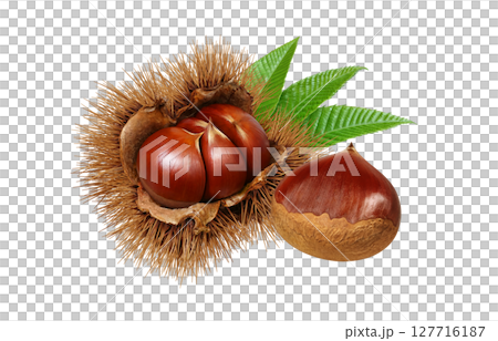 栗子插圖，逼真的栗子瘤，日本栗子 127716187