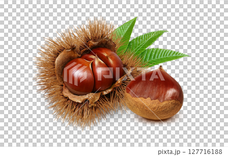 栗子插圖，逼真的栗子瘤，日本栗子 127716188