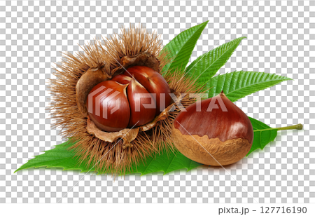 栗子插圖，逼真的栗子瘤，日本栗子 127716190