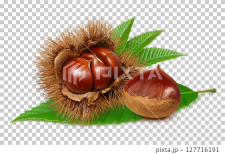 栗子插圖，逼真的栗子瘤，日本栗子 127716191