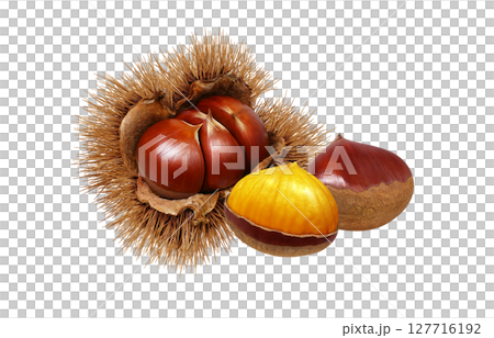 栗子插圖，逼真的栗子瘤，日本栗子 127716192