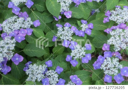 多数の紫色の装飾花を備えるアジサイの手毬咲きの花房をクローズアップで撮影した写真 127716205
