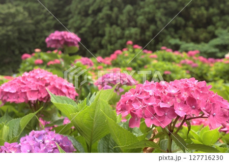 赤い紫陽花がきれいに咲きました 127716230