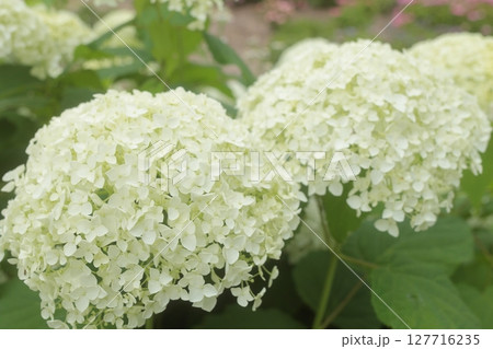 白いアジサイがきれいに咲きました 127716235