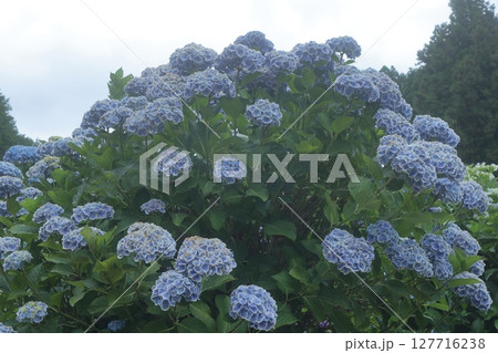梅雨の晴れ間に咲く水色の紫陽花 梅雨の晴れ間に咲く水色の紫陽花 127716238