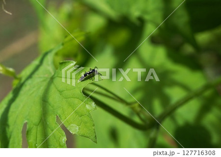ヒメカメノコテントウの幼虫 127716308