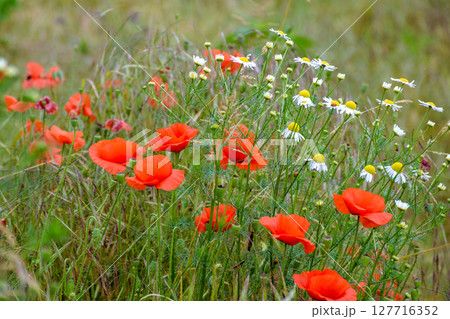 red poppy flower bloom in summer. beautiful meadow somewhere in ukrainian countryside. outdoor closeup photography. floral background of the garden. idyllic rural freshness 127716352