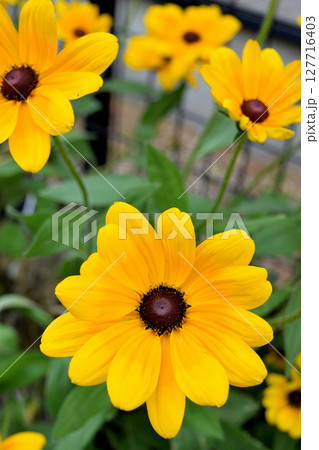 黄色いガザニアの花 127716403