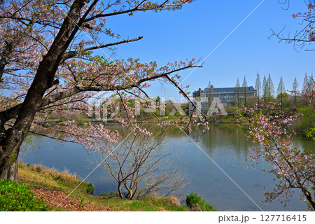 《愛知県》長久手市　杁ヶ池公園の桜 127716415