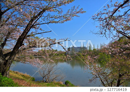 《愛知県》長久手市　杁ヶ池公園の桜 127716419