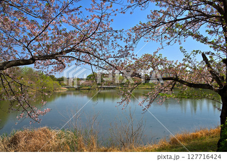 《愛知県》長久手市　杁ヶ池公園の桜 127716424