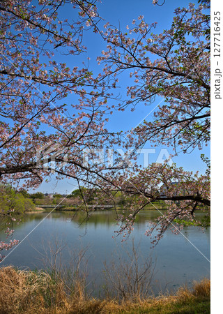 《愛知県》長久手市 杁ヶ池公園の桜 《愛知県》長久手市 杁ヶ池公園の桜 127716425