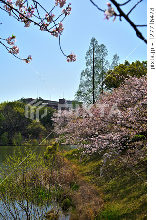 《愛知県》長久手市　杁ヶ池公園の桜 127716428