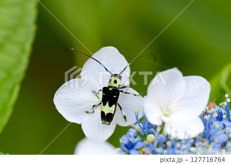 ラミーカミキリ 127716764