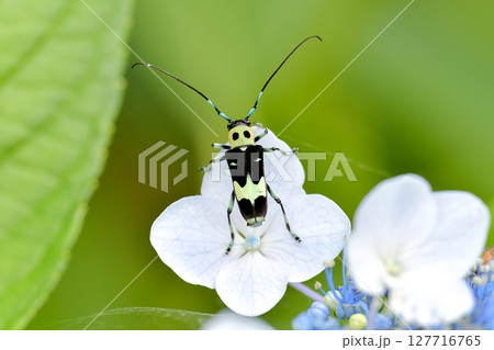 ラミーカミキリ 127716765