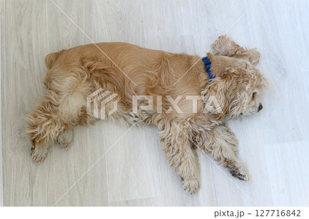 Fluffy dog resting on light wooden floor indoors. 127716842