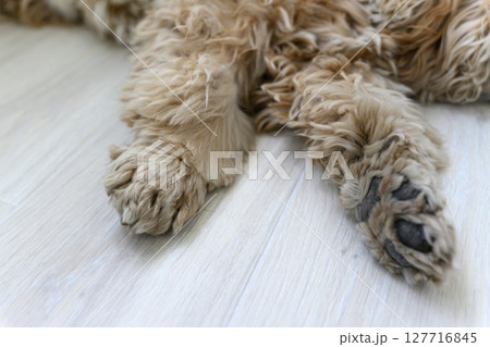 Close-up of fluffy dog paws on wooden floor. 127716845