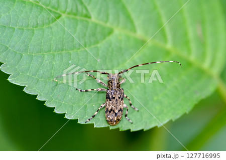 ナガゴマフカミキリ ナガゴマフカミキリ 127716995