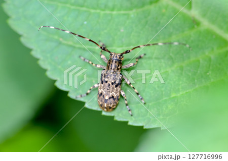 ナガゴマフカミキリ 127716996