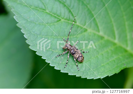 ナガゴマフカミキリ 127716997