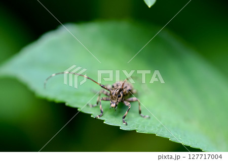 ナガゴマフカミキリ ナガゴマフカミキリ 127717004