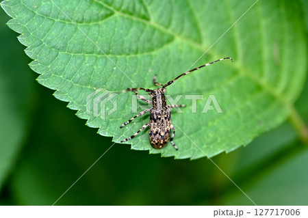 ナガゴマフカミキリ ナガゴマフカミキリ 127717006