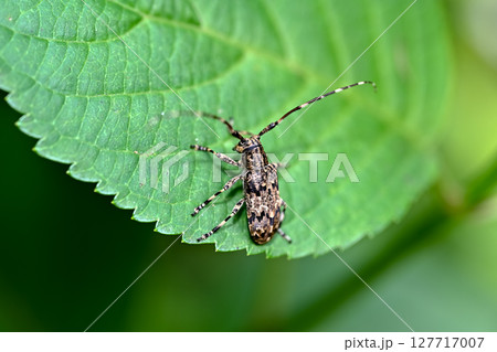 ナガゴマフカミキリ ナガゴマフカミキリ 127717007