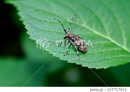 ナガゴマフカミキリ ナガゴマフカミキリ 127717011
