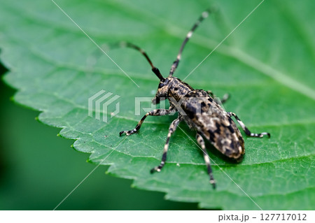 ナガゴマフカミキリ ナガゴマフカミキリ 127717012