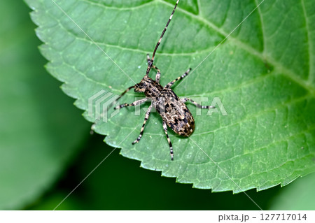 ナガゴマフカミキリ ナガゴマフカミキリ 127717014