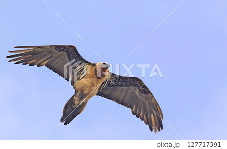 Bearded Vulture (Gypaetus barbatus), Crete 127717391