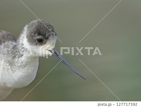 Black-winged Stilt (Himantopus himantopus), Greece 127717392