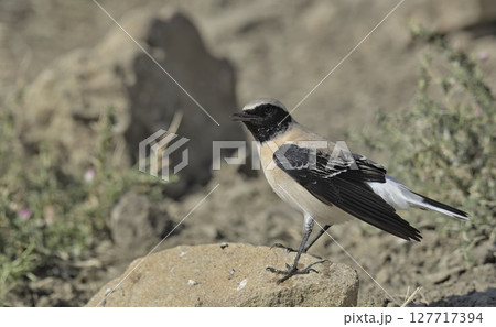 Eastern Black-eared wheatear (Oenanthe melanoleuca), Greece 127717394