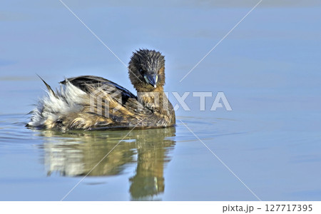 Little Grebe (Tachybaptus ruficollis), Crete 127717395