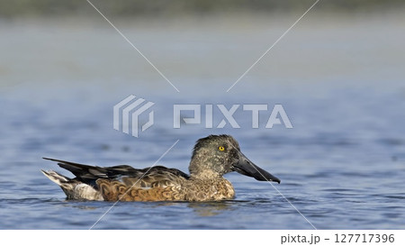 A Shoveler - Anas clypeata, Crete 127717396