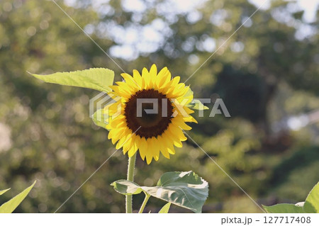 太陽に向かって咲くひまわり 127717408