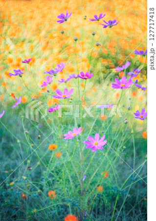 幻想に咲くコスモスたち 127717418