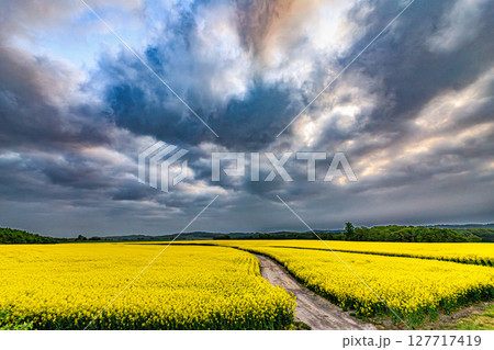 黄色に染まる春の大地 127717419