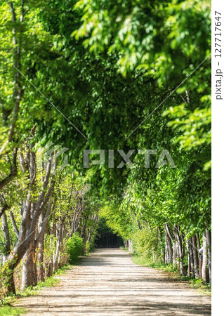 Gyeongbuk Millennium Forest Garden Trail Gyeongbuk Millennium Forest Garden Trail 127717647
