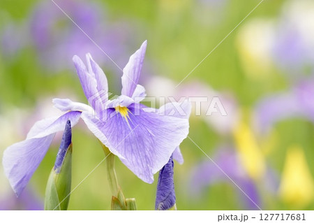 美しく咲く薄紫色の花菖蒲　初夏の風景 127717681