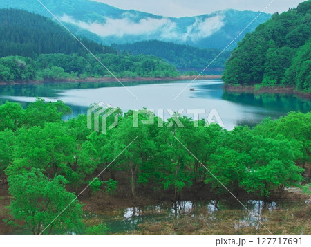 新緑の秋田県秋扇湖 水鏡の水没林 新緑の秋田県秋扇湖 水鏡の水没林 127717691