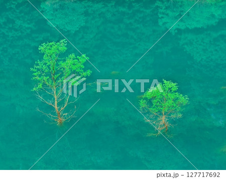 新緑の秋田県秋扇湖 水鏡の水没林 新緑の秋田県秋扇湖 水鏡の水没林 127717692