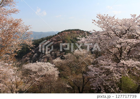吉野山に咲く桜 吉野山に咲く桜 127717739