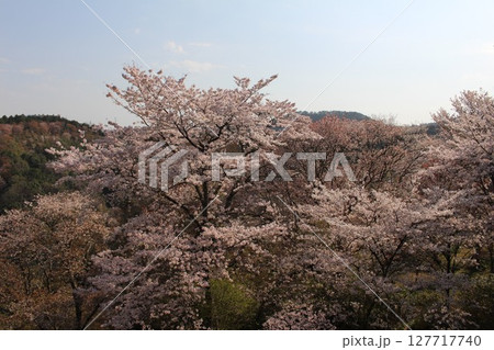 吉野山に咲く桜 127717740